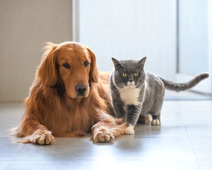 Cat & Dog Checkup & Wellness Exams at Ambler