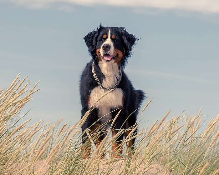 Geriatric Care for Pets, Ambler