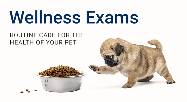 Wellness Exams, Spring House Animal Hospital | Ambler Speciality & Emergency Vet