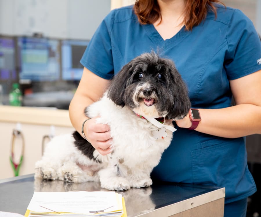 Spring House Animal Hospital | Ambler Speciality & Emergency Vet