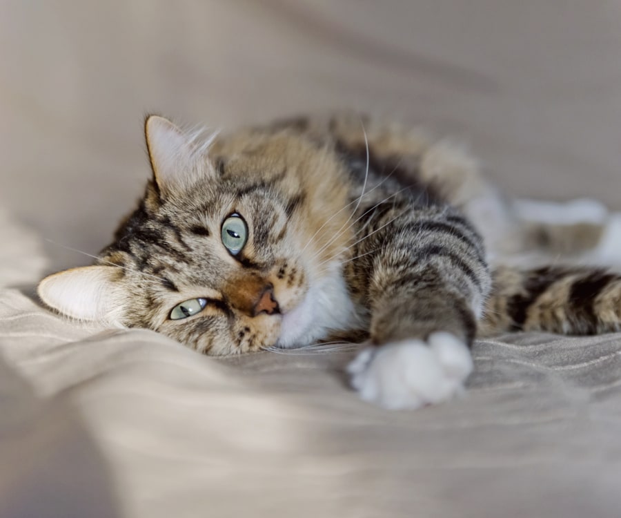 Spring House Animal Hospital | Ambler Oncology Vet